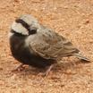 Larks